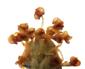  Stamens